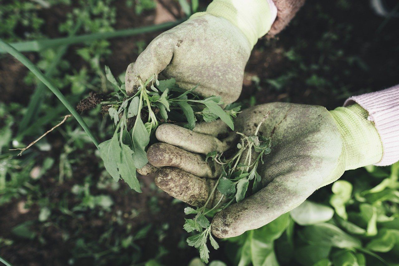 Gants jardinage : notre sélection des meilleures protections - Le