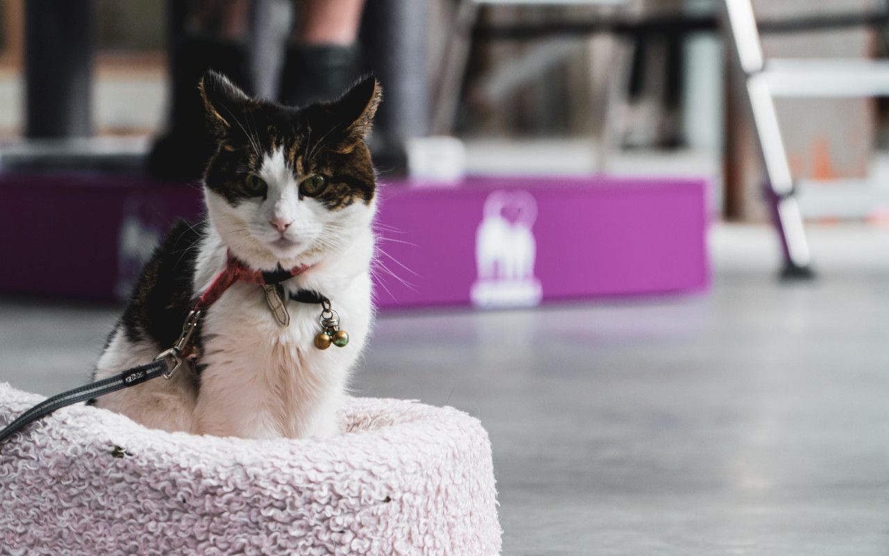 Canapé luxe avec coussin pour chats et chiens - Petits Compagnons