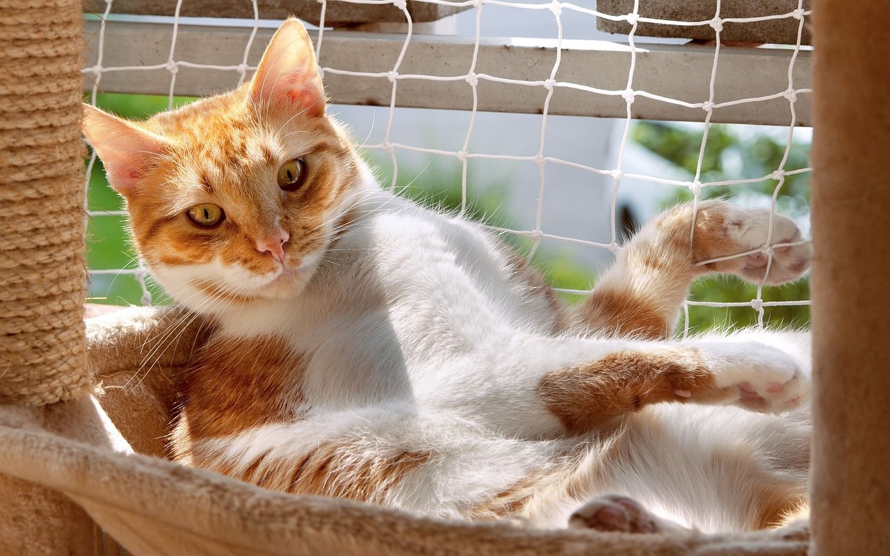 Pose de filet de protection pour chat balcon Salon de Provence