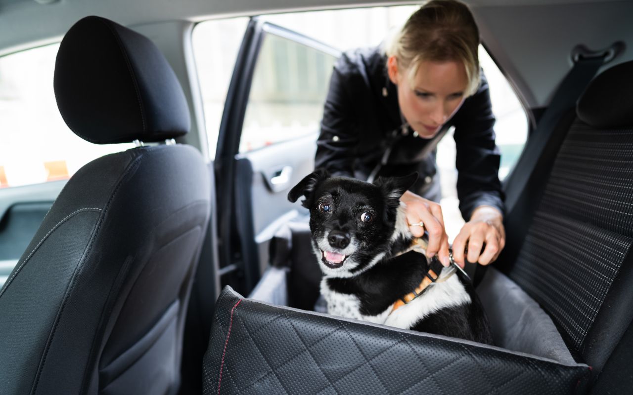 Couverture pour chien Pecute pour siège arrière de voiture, couverture de  coffre