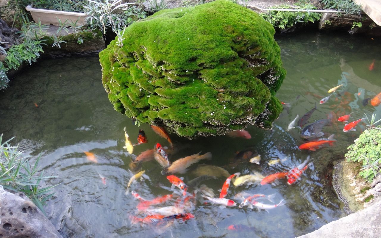 Bassin décoratif : bien choisir sa déco et ses plantes aquatiques