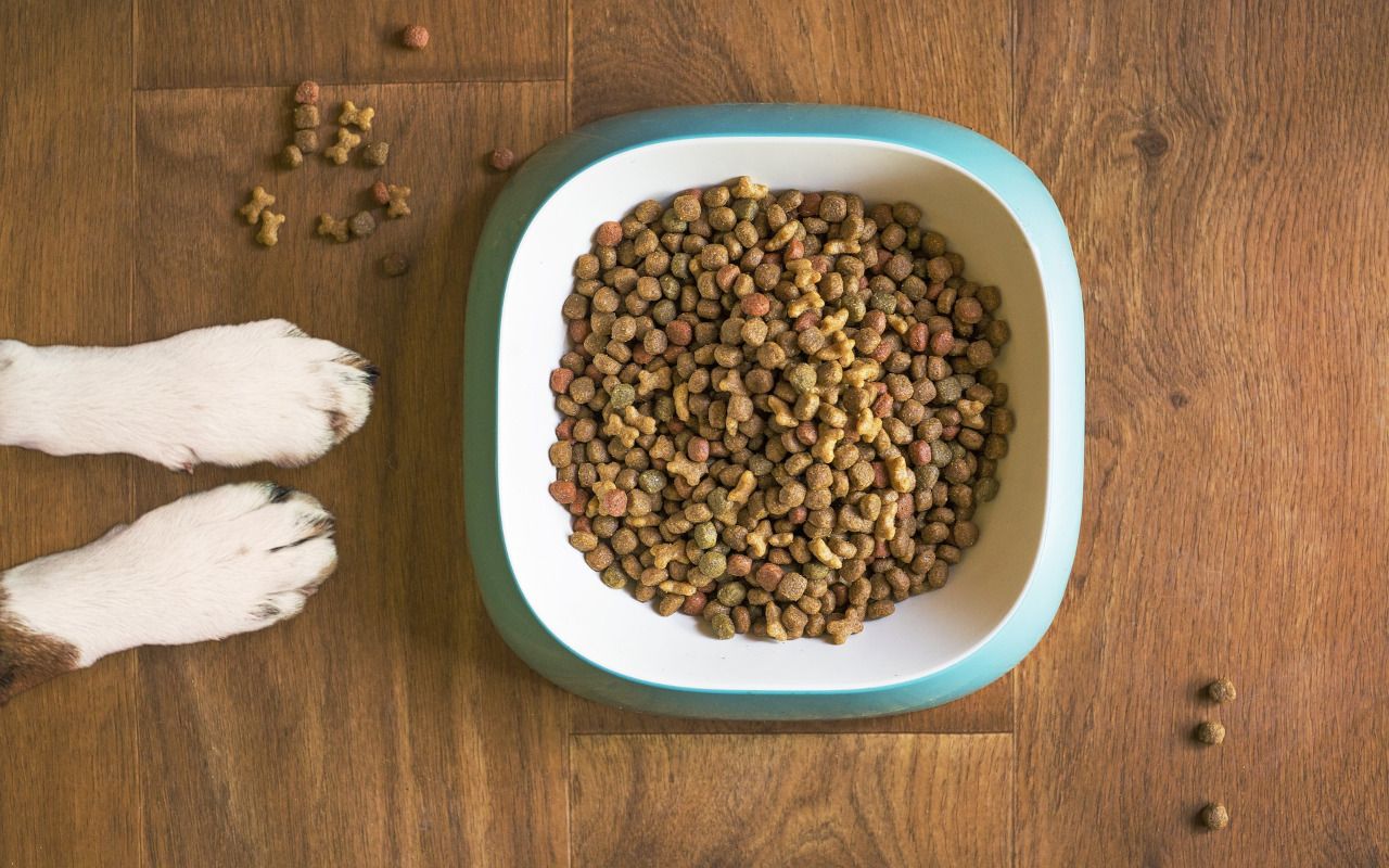 Container à croquettes OTO taille L - Alimentation pour chien